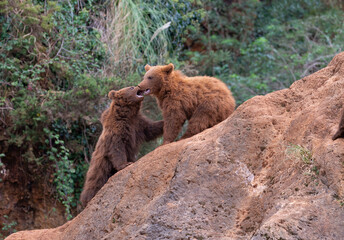 little brown bear cubs playing