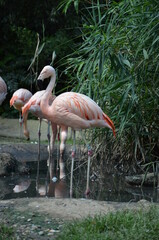 Beautiful group of flamingos with their long necks
