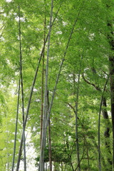 Fototapeta premium 竹林