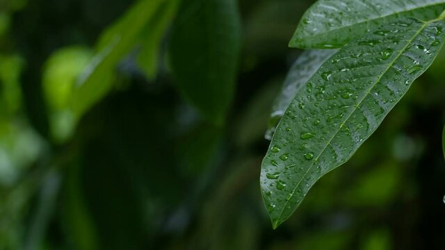The leaves are wet in the raining in the forest. soft raining and soft wind on the leaves in the rainy season