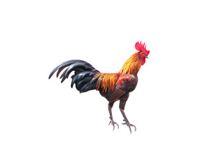 Rooster standing isolated on white background , clipping path