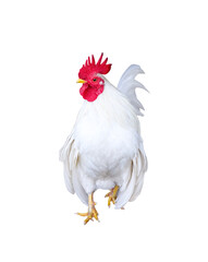 White rooster bantam walking isolated on  background , clipping path