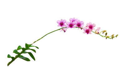 Naklejka na ściany i meble Beautiful pink orchids dendrobium flowers branch isolated on white background , clipping path