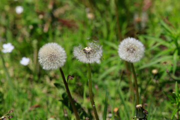 Verbluehter Loewenzahn (Dandelion Taraxacum) verbreitet Samen durch Wind, Thueringen, Deutschland, Europa  --  Faded Loewenzahn (Dandelion taraxacum) spreads seeds by wind, Thuringia, Germany, Europe 
