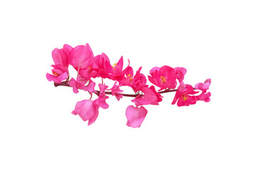 Pink mexican creeper or chain of love branch isolated on white background , clipping path