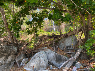 rocks under trees
