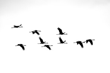 Flock of common cranes in balck and white
