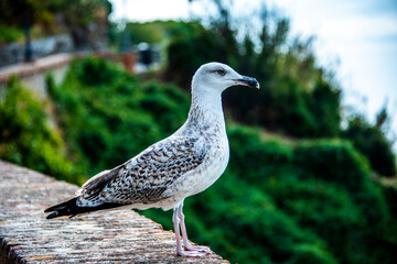 seagull portrait