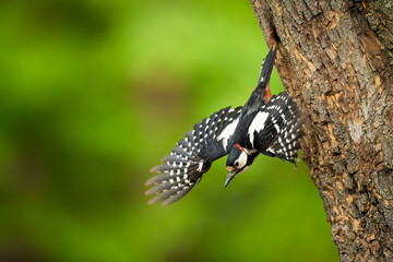 Great-spotted woodpecker flying out of nesting cavity - obrazy, fototapety, plakaty