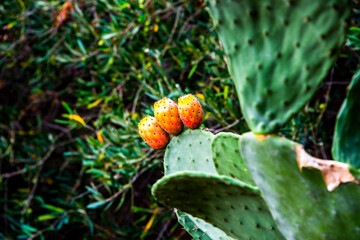 three prickly pears