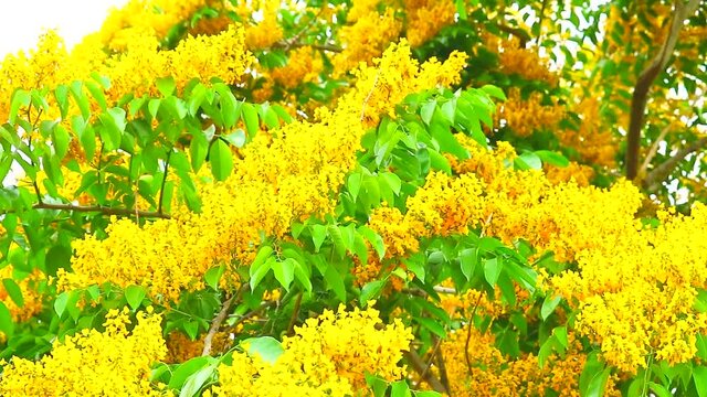 Burmese Padauk tree, yellow flowers full blooming in the summer
