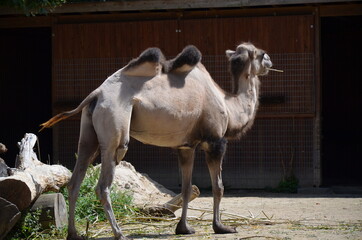 Side view of two humped camel standing in corral under sunlight at zoo