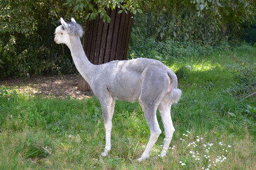 Llama lama in the Frankfurt zoo outdoors