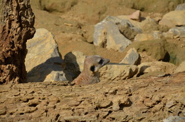 Obraz premium Portrait of Meerkat Suricata suricatta in Frankfurt zoo