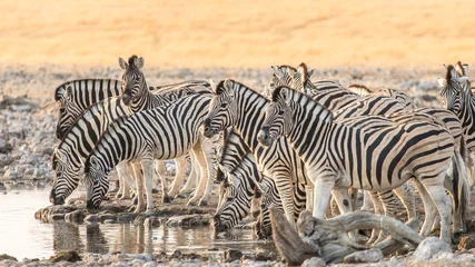 Fotobehang A herd of zebras quenching their thirst at a waterhole in Etosha National Park, Namibia. © serge