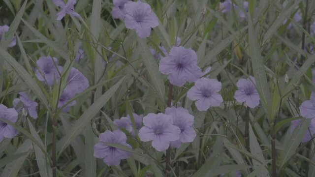 Purple flowers with green leaf. Shoot with S-Log 3 25 FPS. Panning Right