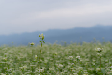 真っ白な蕎麦の花