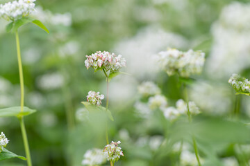 真っ白な蕎麦の花