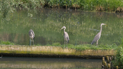 Fototapeta premium The grey herons. Ardea cinerea. Birds