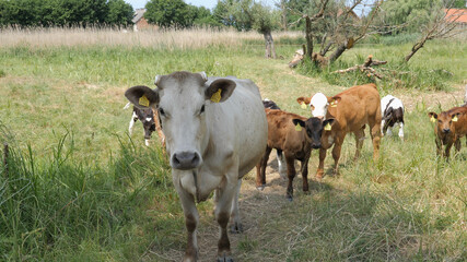 Naklejka na ściany i meble Cows in the meadow