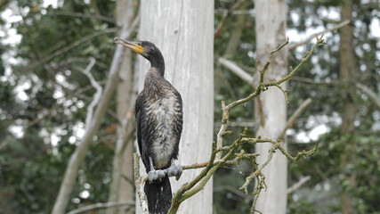 Obraz premium The great black cormorant perching on branch. Young specimen