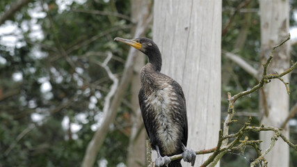 Fototapeta premium The great black cormorant perching on branch. Young specimen
