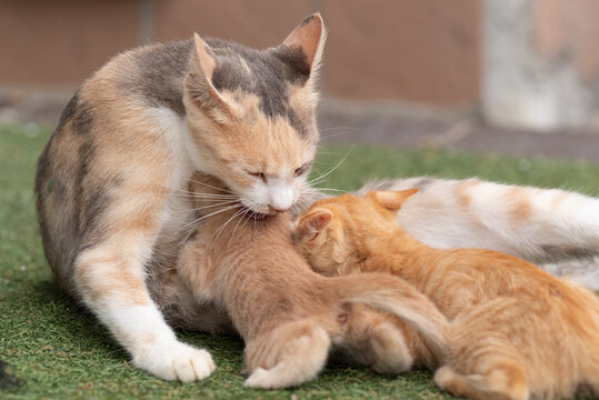 1 576 最適な 親子猫 画像 ストック写真 ベクター Adobe Stock 1 576 最適な 親子猫 画像 ストック写真 ベクター Adobe Stock