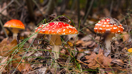 fly agaric mushroom