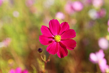 Obraz premium 한국공원에서찍은사진입니다