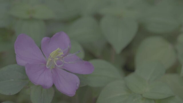 Purple flowers with green leaf. Shoot with S-Log 3 25 FPS. Panning Right