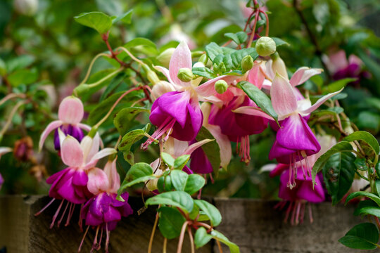 blossoming delicate magenta fuchsia flowers on a natural background