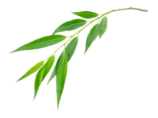 Willow branch with green leaves isolated on a white background without shadow. Item for packaging, design, mockup.