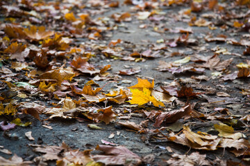 Dull brown leaves on the autumn path. A single yellow leaf in the light.