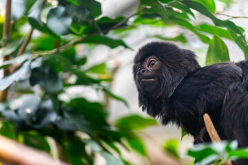 Goeldi Springtamarin (Callimico goeldii) Nahaufnahme 