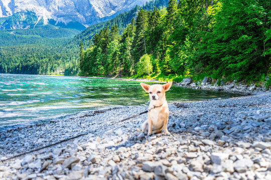 Leila der Chihuahua am Ufer eines bayerischen Sees in Deutschland