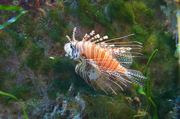 Tropical fish in aquarium, Frankfurt am Main (Germany)