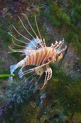 Tropical fish in aquarium, Frankfurt am Main (Germany)