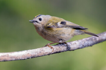 Obraz premium Goldcrest