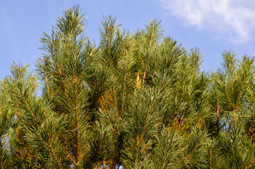 pine branches against sky