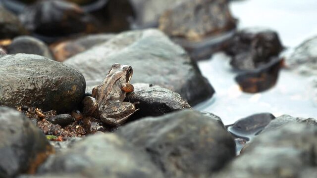 The brown field frog jumped away from the stones