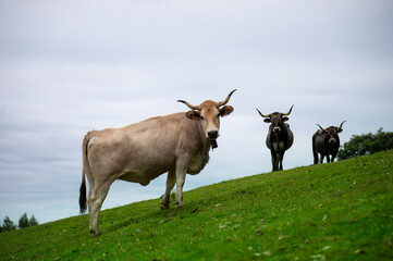Naklejka na ściany i meble Cows on a hill in Cantabria, Spain