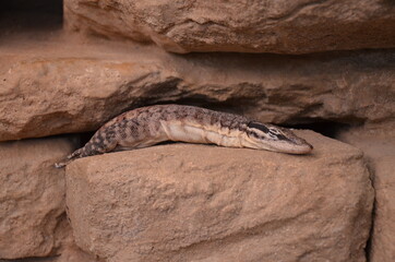 Lizard on rock in the zoo