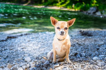 Leila der Chihuahua am Ufer eines bayerischen Sees in Deutschland