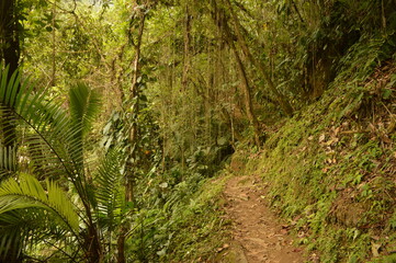 Obraz premium Hiking to Ciudad Perdida (The Lost City) in Colombias jungle and mountains of Sierre Nevada de Santa Marta 