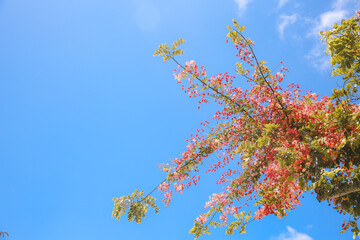 Rainbow shower tree, Honolulu, Oahu, Hawaii