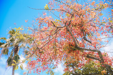 Rainbow shower tree, Honolulu, Oahu, Hawaii