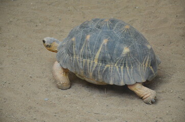 Land Tortoise walking in Sand in Frankfurt zoo