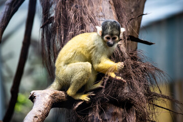 Bolivianischer Totenkopfaffe (Saimiri boliviensis)