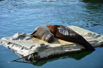 Fototapeta premium Harbor seal (Phoca vitulina) in Frankfurt zoo