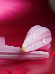 water drops on flower